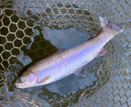 ちょっと渋いけど釣れたぞ！ 大安トラウトレイク